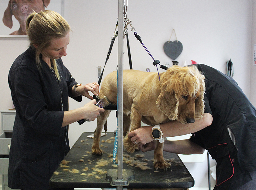pet grooming courses